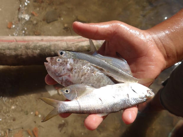 Menino mostra alguns dos peixes mortos que foram recolhidos na lagoa Manguaba (Foto: Waldson Costa/G1)