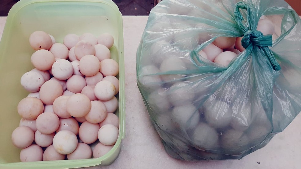 Mais de 200 ovos de quelônios foram encontrados e apreendidos pela Polícia Militar — Foto: Eder Rabelo/TV Tapajós