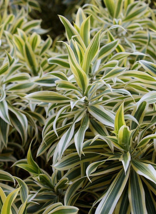 5 plantas ideais para apartamento; saiba como cuidar - 28/10/2022