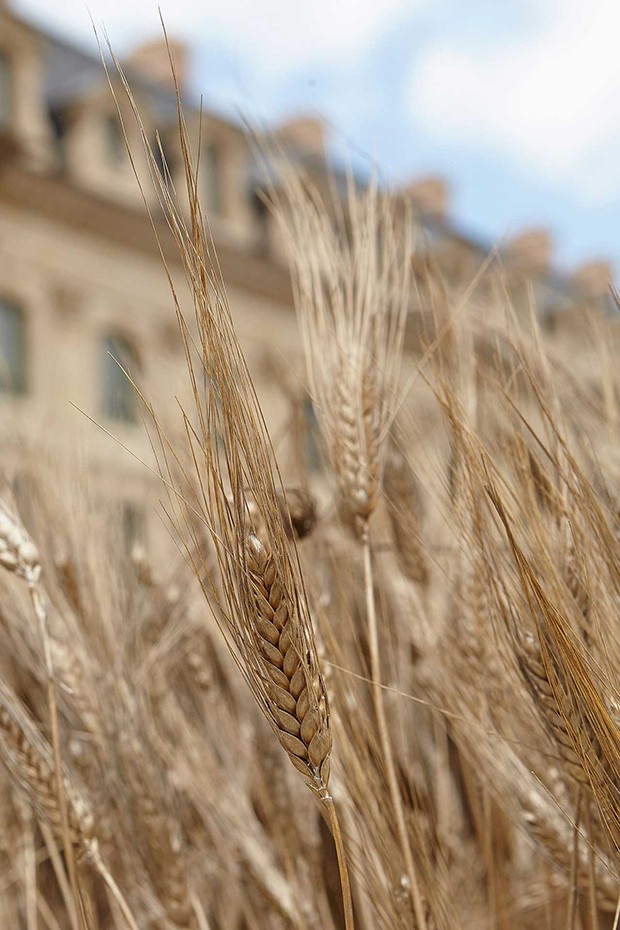 Sheaves of wheat filled the grand Place Vendôme with their golden glory (Foto: Chanel)