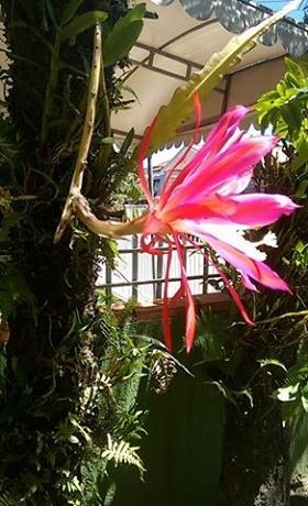 Epiphyllum - cactos orquidea - flor de outubro - dama da noite