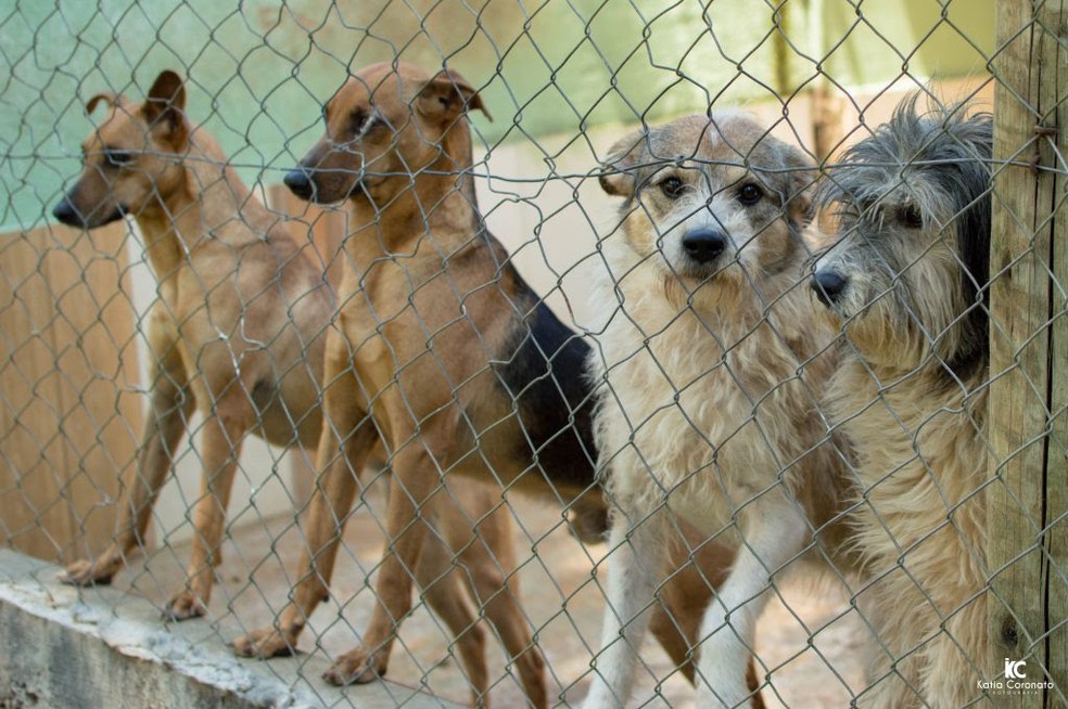 Adoção De Cães Filhotes Em Recife Projeto Que Ajuda Animais Carentes Promove Feira De Adocao De Caes