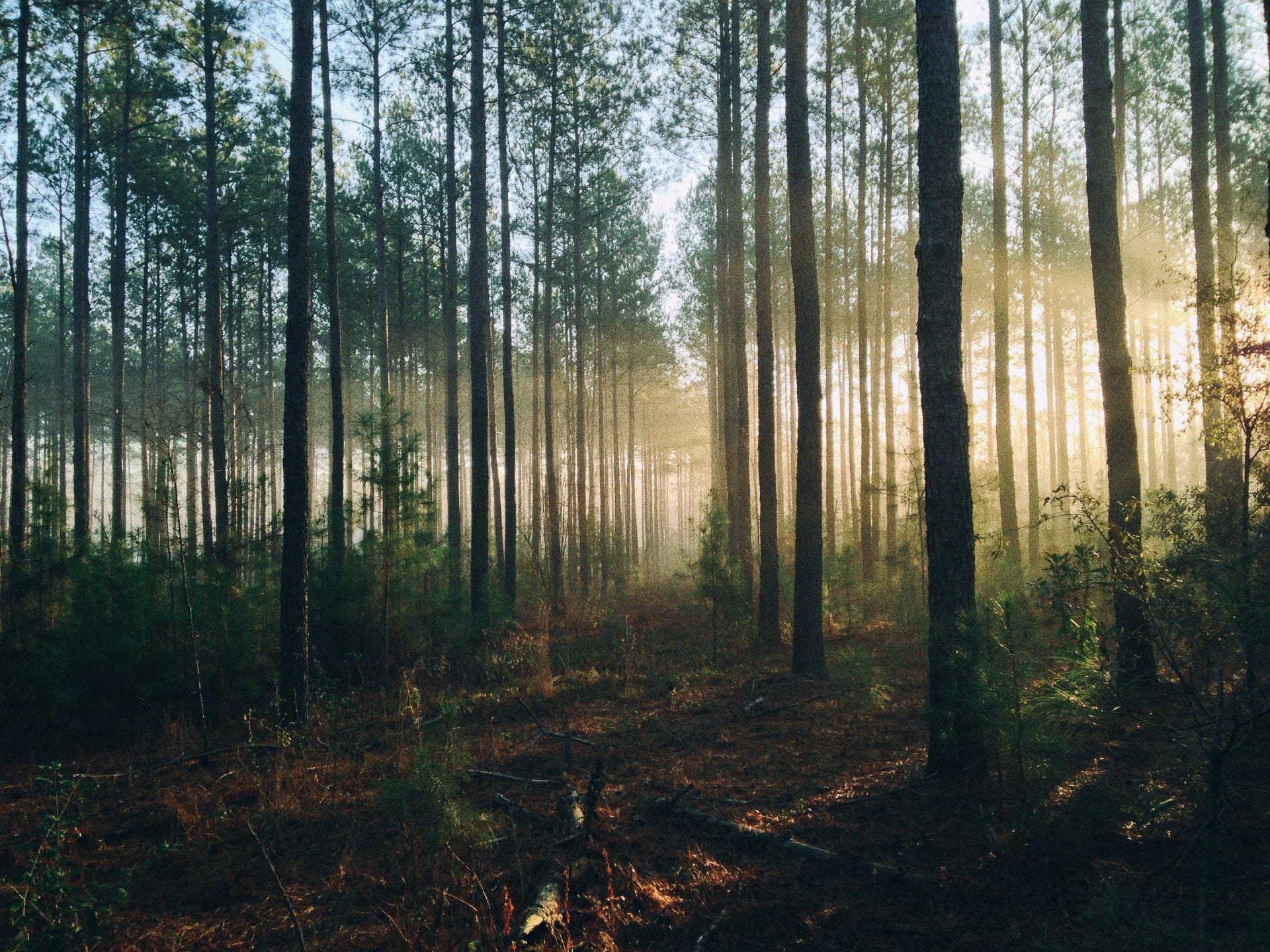 Pesquisadores descobriram que o nível de adaptação e recuperação das florestas está baixo (Foto: Unsplash)
