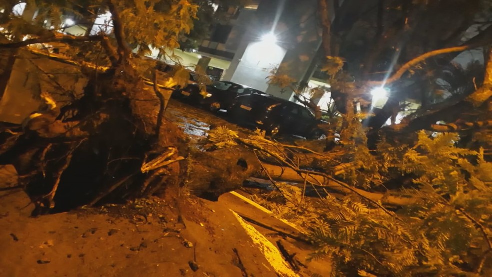 Árvore derrubada por conta da chuva no DF — Foto: Reprodução