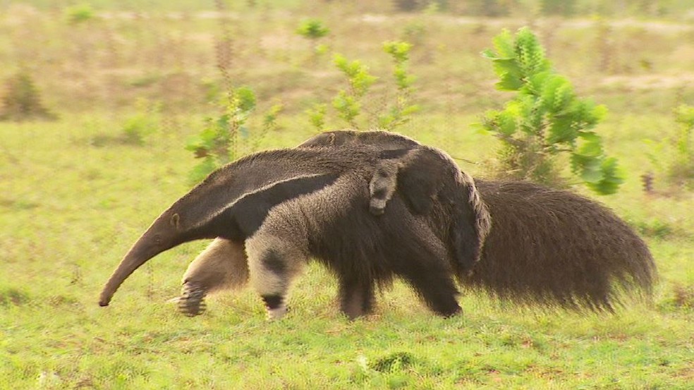 O tamandu&aacute;-bandeira, esp&eacute;cie que existe h&aacute; milh&otilde;es de anos, est&aacute; amea&ccedil;ado de extin&ccedil;&atilde;o. &mdash; Foto: Terra da Gente/Arquivo pessoal