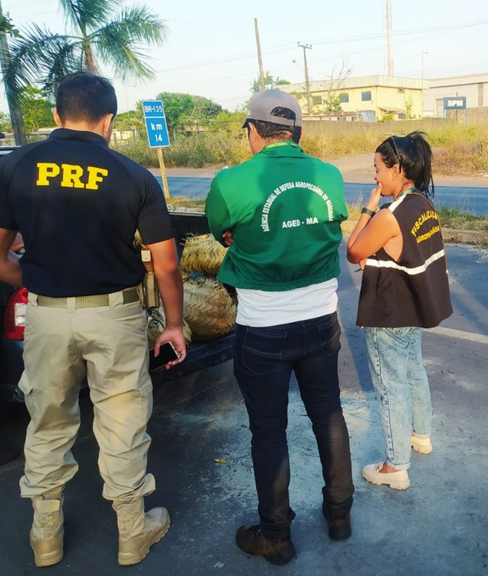 Cerca de 900 caranguejos são apreendidos na BR-135, transportados em péssimas condições sanitárias — Foto: Divulgação/PRF