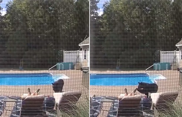 Homem é surpreendido com urso enquanto toma banho de sol (Foto: Reprodução )