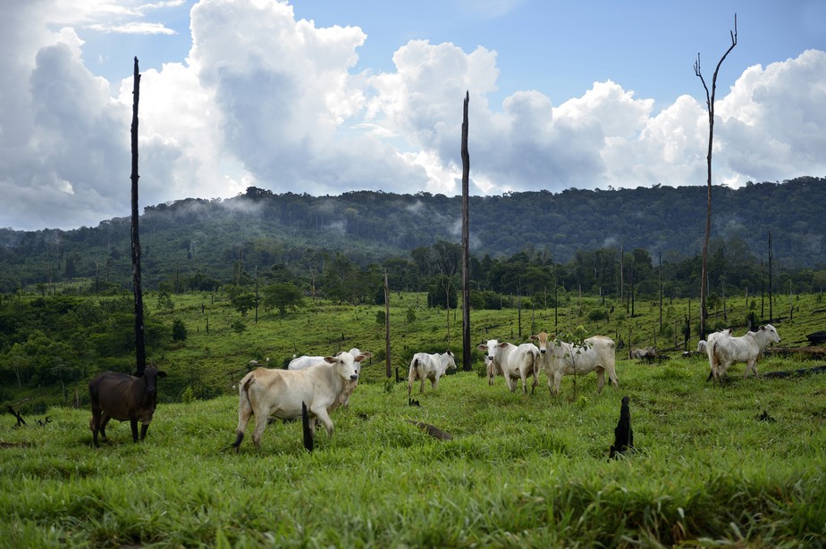 'Selo verde' permite identificar produtores que sujam a cadeia do gado no Pará