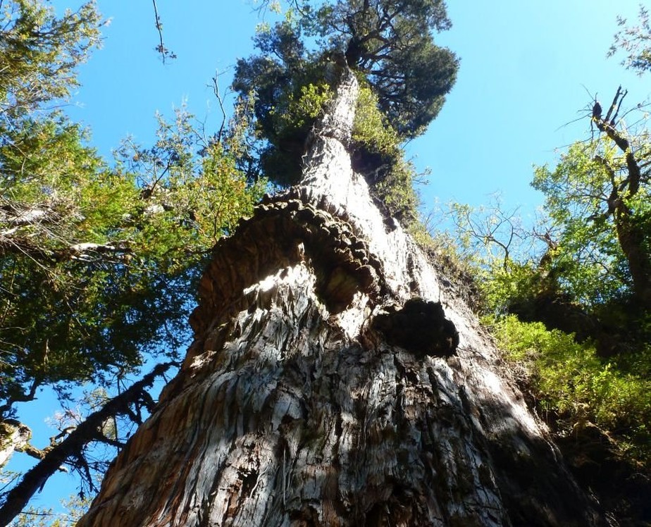 Árvore de mais de 5 mil anos pode ser a mais antiga do mundo