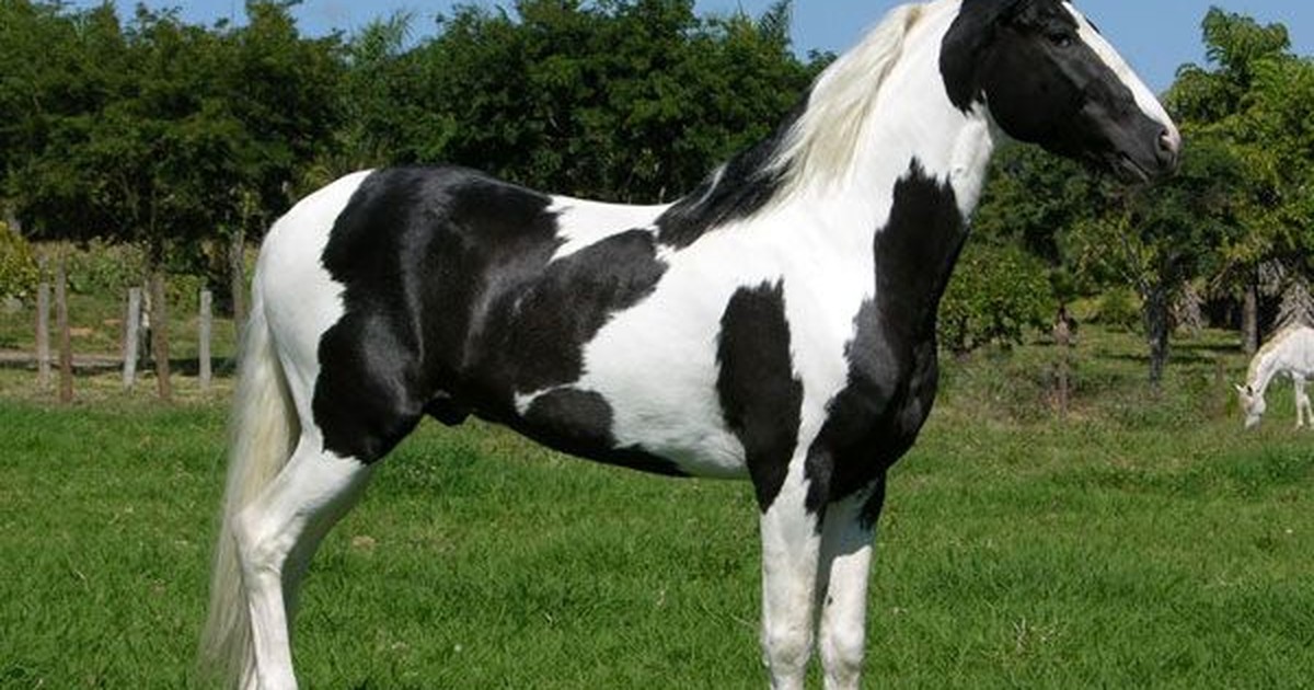 Cavalo pampa de preto