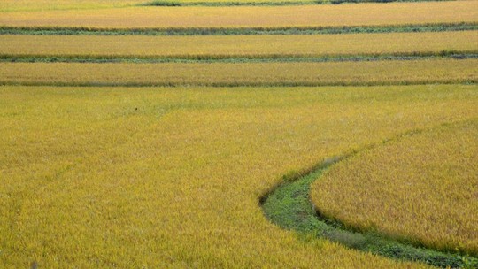 RS conclui plantio de arroz e preços seguem firmes