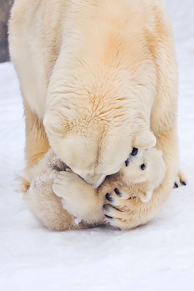 Filhotes de urso e suas mães (Foto: Sergei Gladyshev / Divulgação)