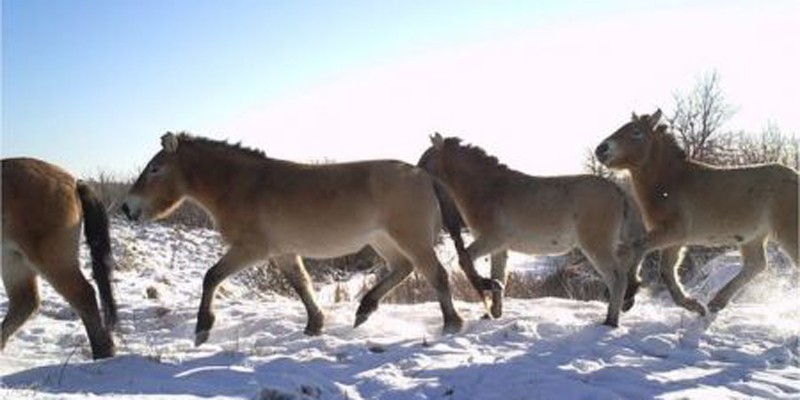 Os cavalos-de-przewalski estão em extinção. Ainda assim, podem ser encontrado na zona de exclusão de Chernobyl (Foto: Reprodução/Universidade de Salford)