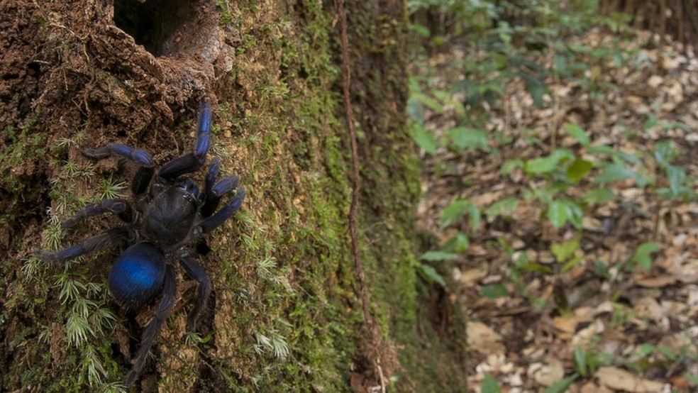 Aranha que está sendo chamada de 'tarântula elétrica' foi avistada por fotógrafo perto do rio Potaro, na Guiana  (Foto: Andrew Snyder/Global Wildlife)