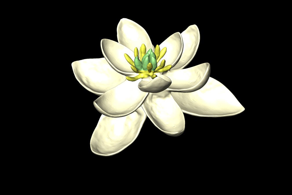 Flor tinha órgãos reprodutores masculinos e femininos no centro, cercados por múltiplas camadas de espirais (Foto: Herve SAUQUET, Jurg SCHONENBERGER / Université Paris-Sud / AFP)