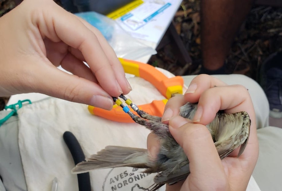 Aves ameaçadas de extinção recebem anilhas de identificação — Foto: Ana Clara Marinho/TV Globo