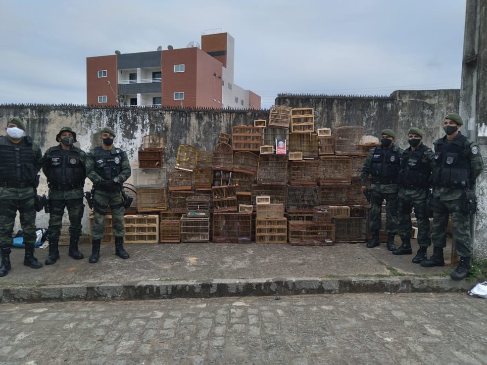 Operação da Polícia Ambiental resgata 179 aves silvestres em Guarabira, PB — Foto: Polícia Militar/Divulgação