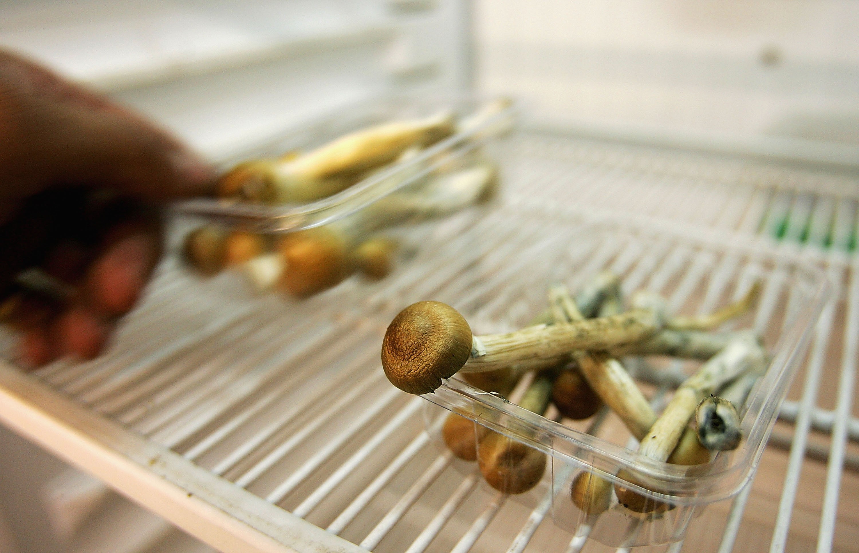 Cogumelos Mágicos (Foto: Getty Images)