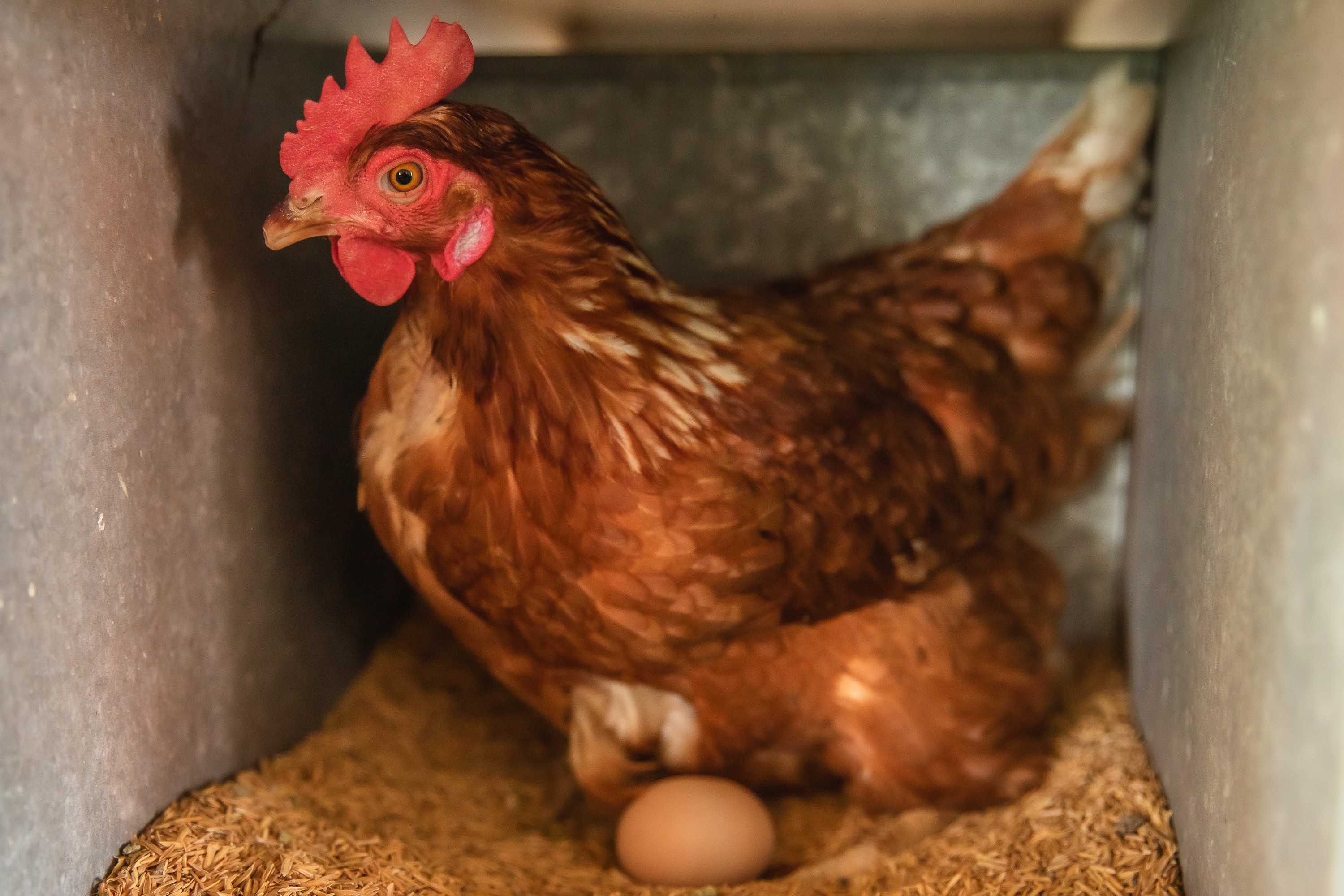 Galinha que produz ovo orgânico tem direito a banho de areia, dieta controlada e escolhe seu ninho