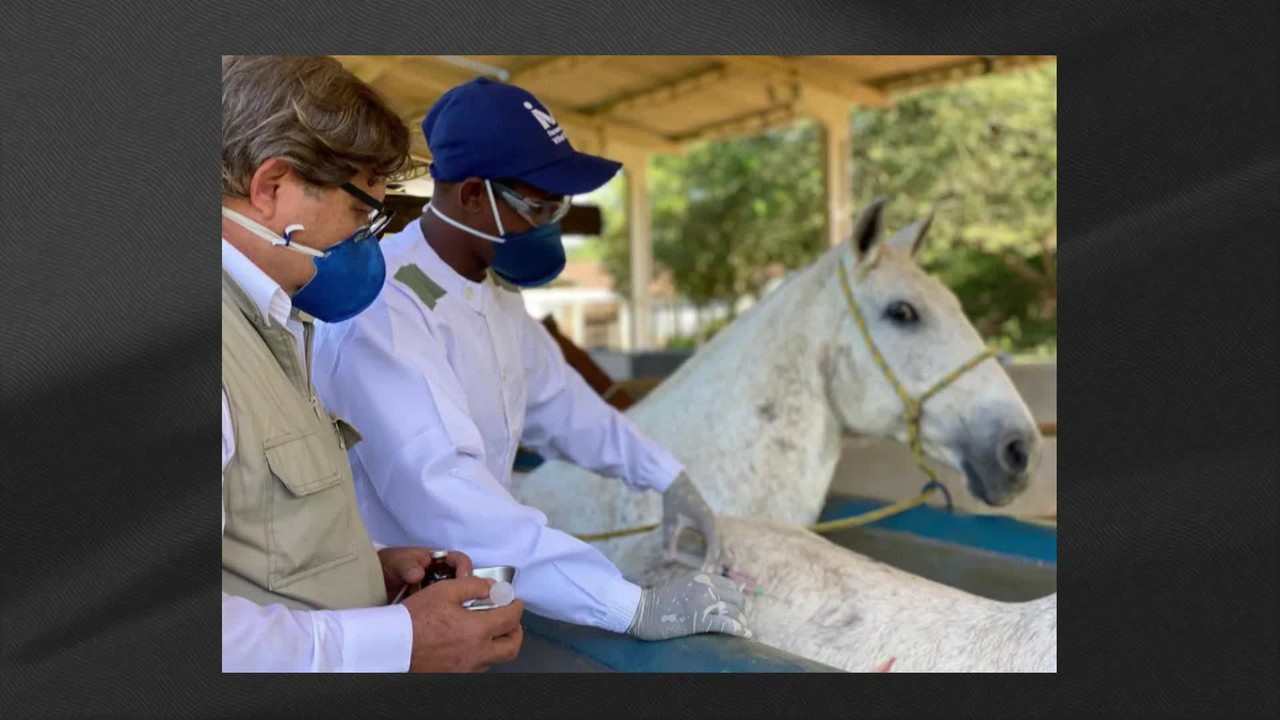 Especialista explica sobre anticorpo de plasma de cavalo contra a Covid-19
