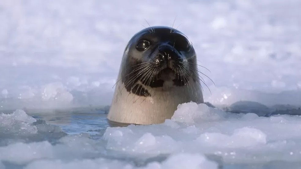Os animais selvagens serão os primeiros a sofrer os efeitos do degelo polar, mas os seres humanos também serão afetados em muitas partes do mundo — Foto: Getty Images via BBC