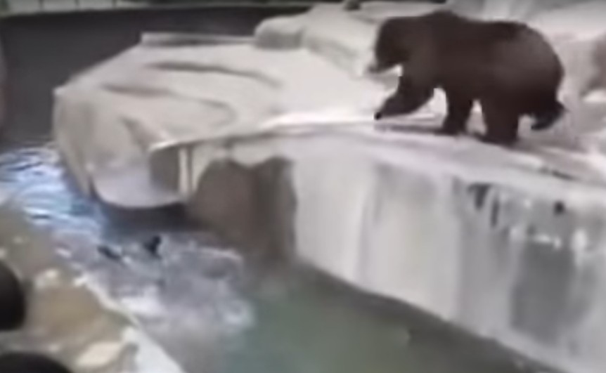 O urso no zoológico de Varsóvia, na Polônia, assustado após a invasão de um indivíduo embriagado (Foto: YouTube)