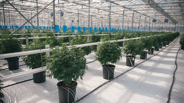Canopy Growth Corporation - maconha - cannabis (Foto: Canopy Growth Corporation/Reprodução Facebook)