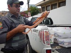 Animais foram apreendidos pela Policia Ambiental. (Foto: Divulgação/Polícia Ambiental)