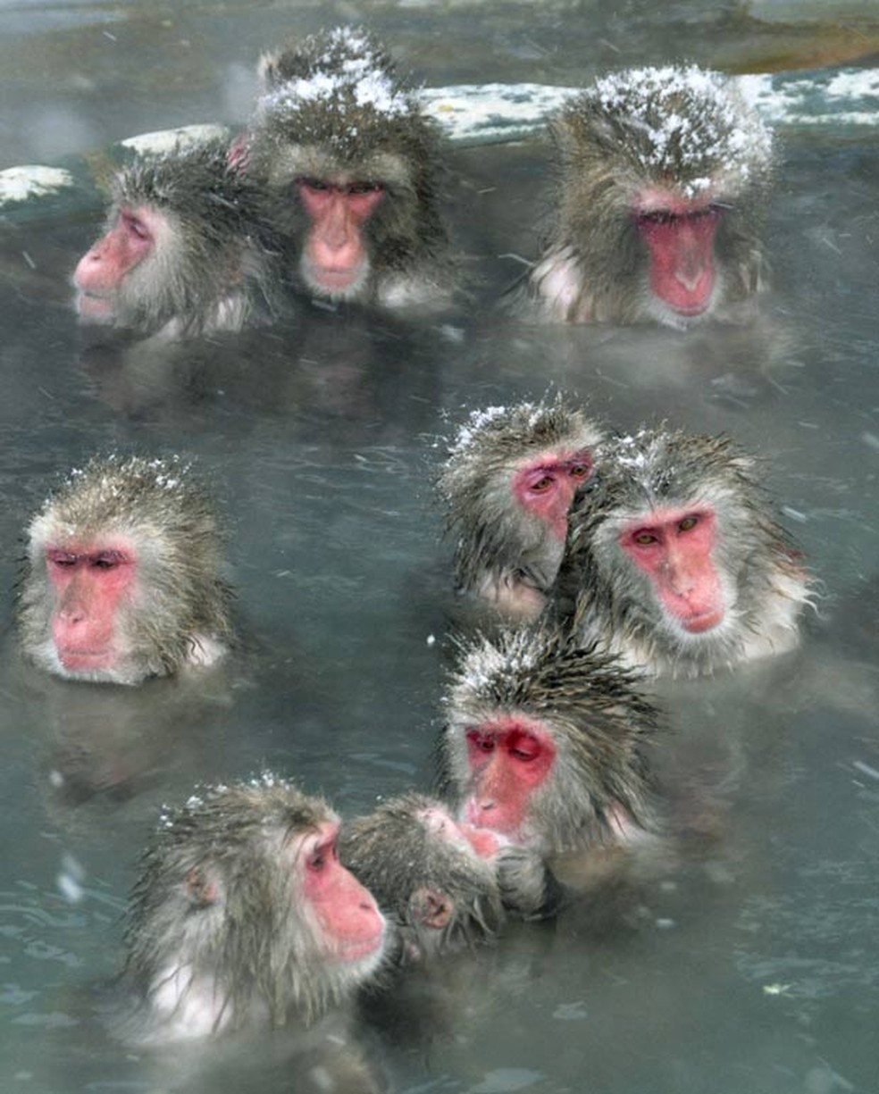 Para escapar do frio, macacos tomam banho em fonte de água quente em Hakodate, na ilha de Hokkaido, no norte do Japão. (Foto: Reuters)