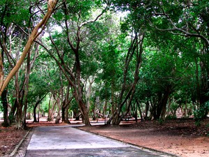 No Parque das Dunas, em Natal, é possível fazer trilhas e conhecer de perto a fauna e flora da região (Foto: Vanessa Simões)