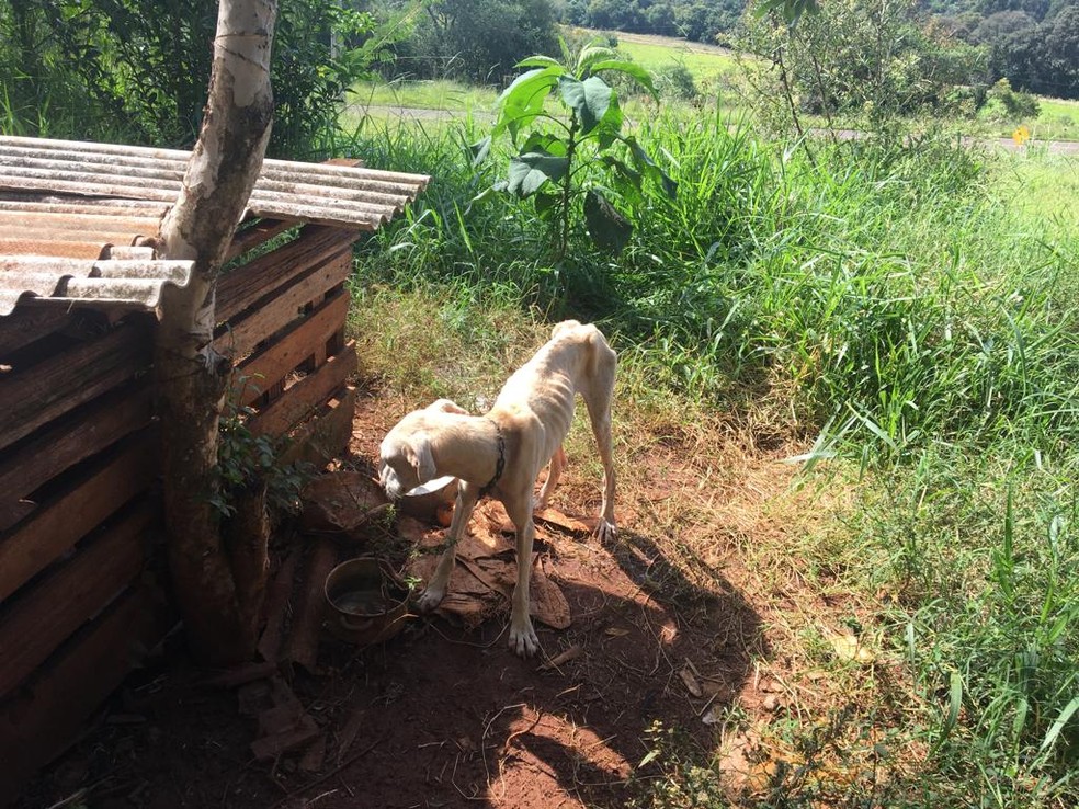 Cães estavam acorrentados em terreno, em Chopinzinho — Foto: Polícia Ambiental/Divulgação