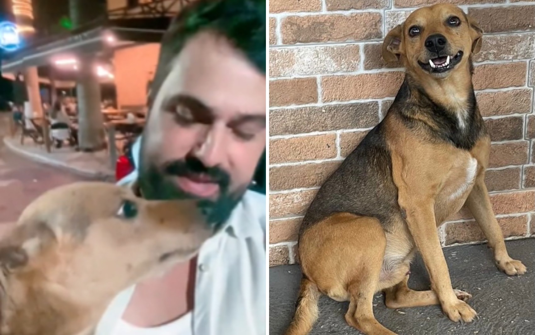 Cachorro viraliza na web após 'fugir' de casa e ir para o bar, em Anápolis; vídeo