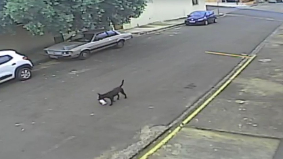 Cachorro surpreende comerciantes ao furtar manta de estabelecimento em Pirajuí — Foto:  Reprodução/Câmera de segurança