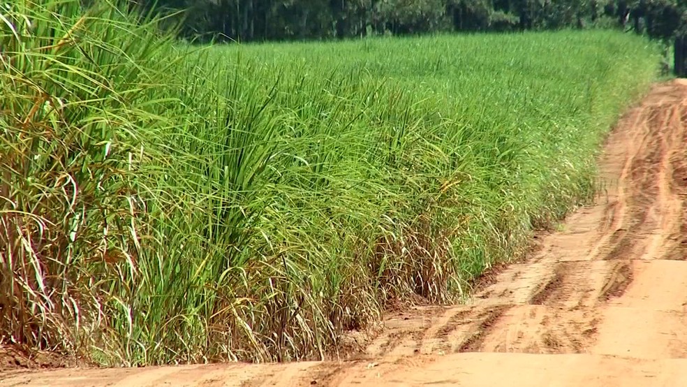 Canavial: com produção recorde, Índia deve exportar açúcar (Foto: Reprodução/ TV TEM)
