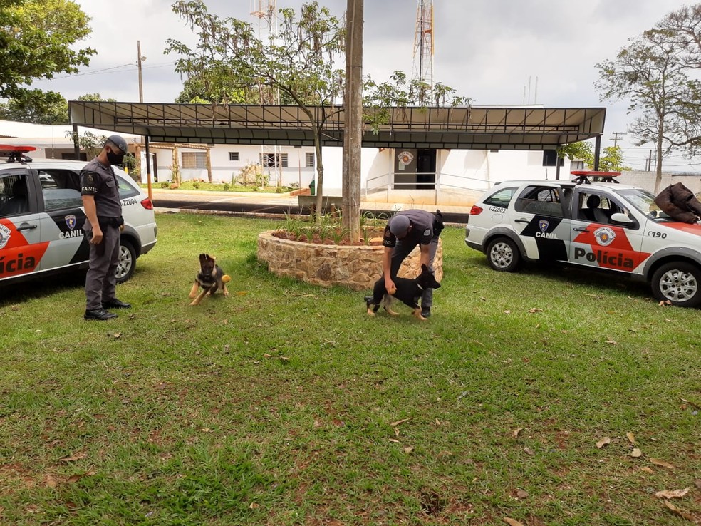 Filhotes do Canil da Polícia Militar recebem treinamento lúdico em Tatuí — Foto: Mike Adas/TV TEM