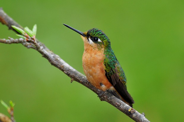 G1 - Beija-flor-rubi tem garganta brilhante e exibe as penas para ...