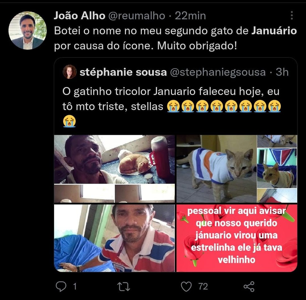 Januário serviu como inspiração do nome de outro gato. — Foto: Reprodução