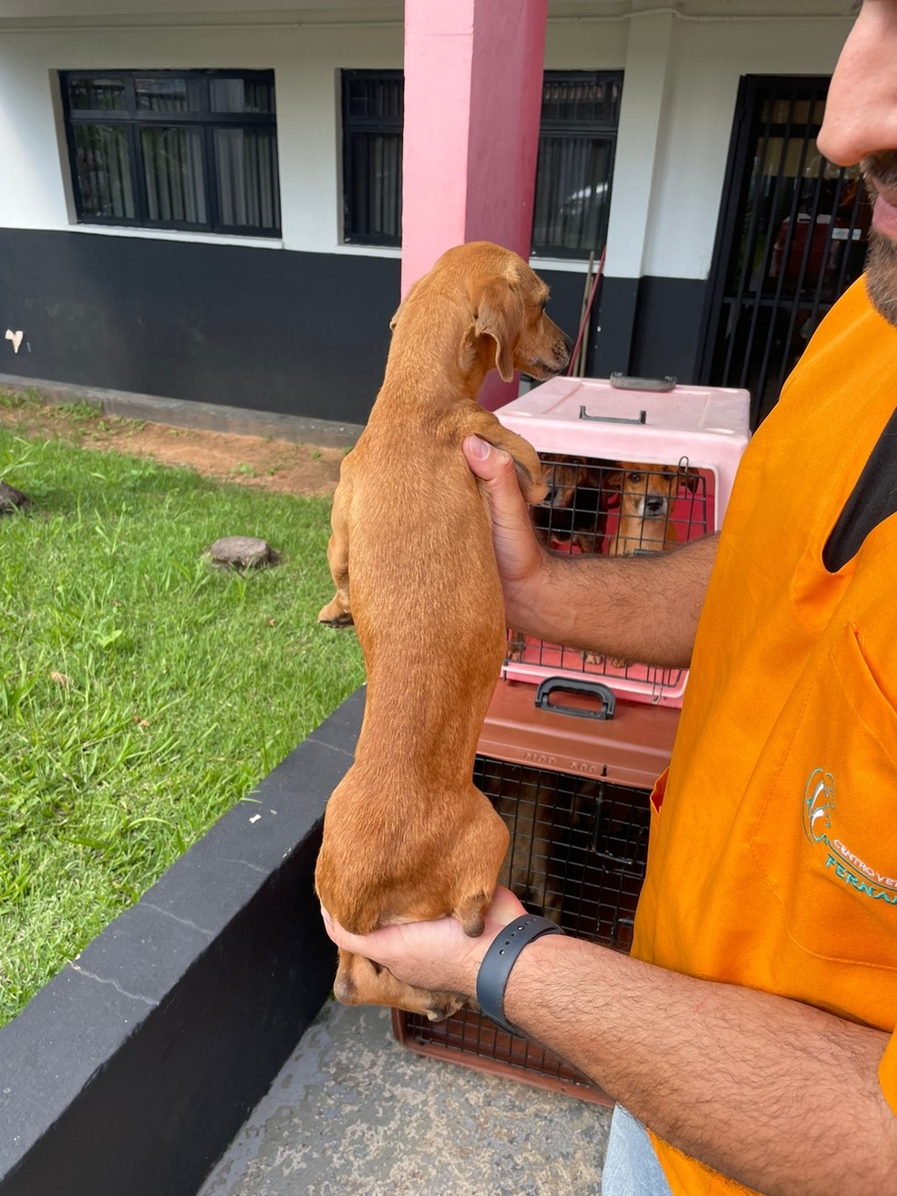 Cães resgatados sob maus-tratos estavam em estado de caquexia — Foto: Heitor Moreira/EPTV