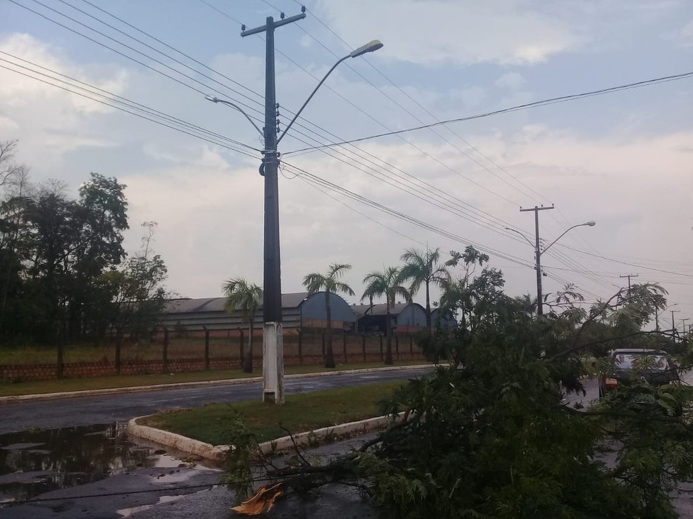 Várias árvores da cidade foram arrancadas (Foto: Reprodução/WhatsApp)