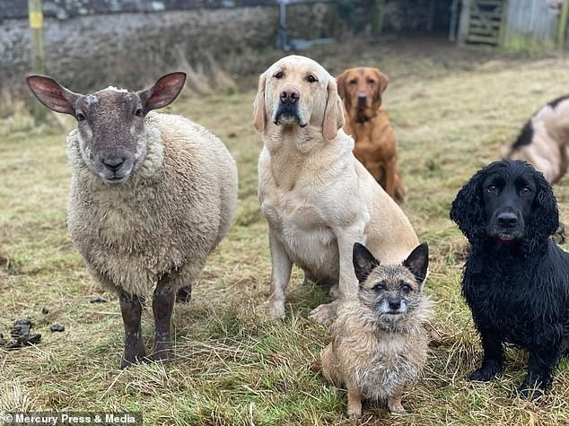 ovelha-e-cães-reino-unido (Foto: Reprodução Facebook/mercurypress)