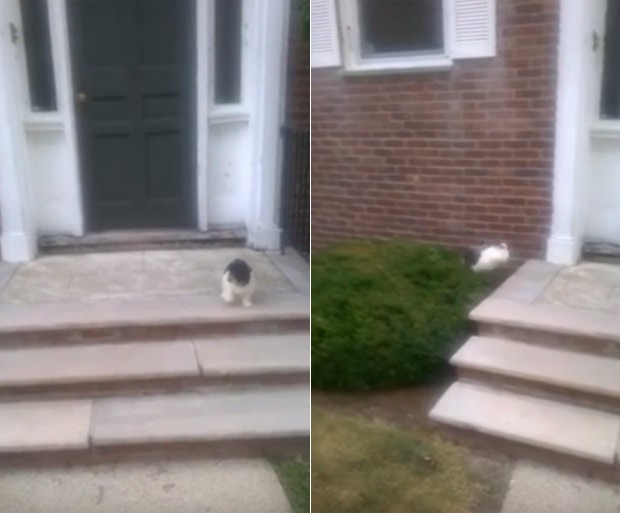 Cão 'sem noção' evitou escada e deu pulo 'kamikaze' para sair de casa (Foto: Reprodução/LiveLeak/Dcmfox)
