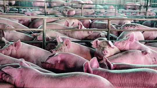 Brasil abateu mais suínos e menos frangos em 2022, informa IBGE