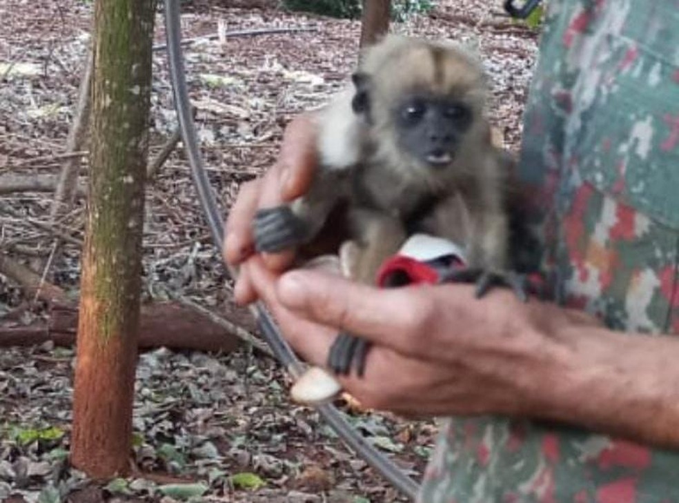  Macaquinho foi levado para atendimento médico  — Foto: Reprodução/ PMA