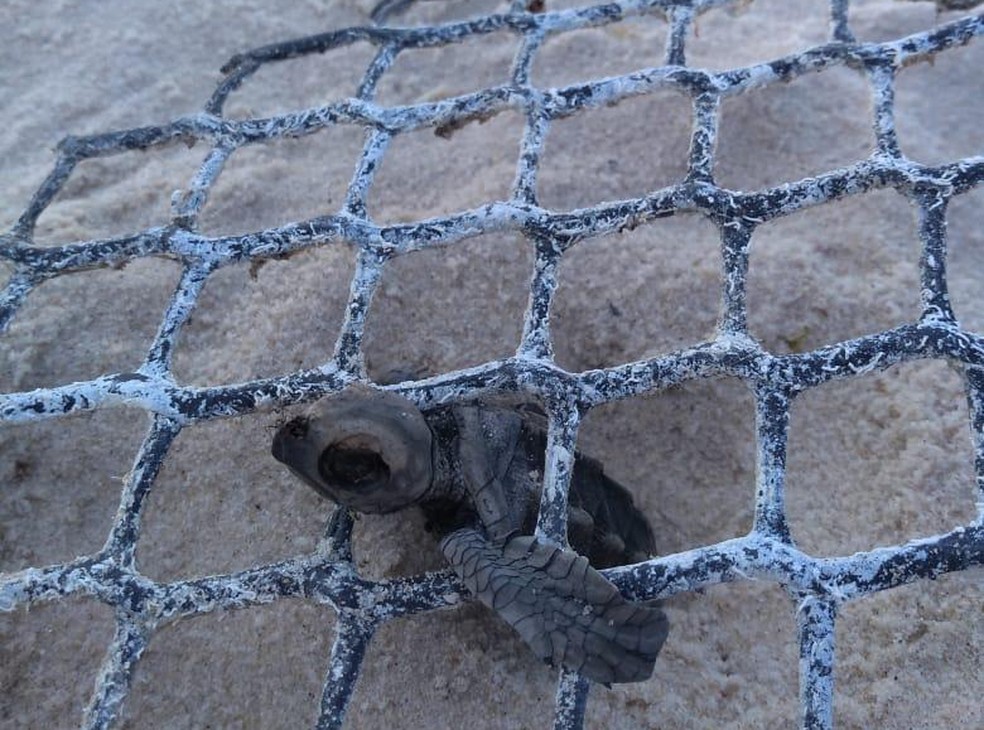 Tartaruga foi registrada morta na praia de B&uacute;zios &mdash; Foto: ONG Oce&acirc;nica