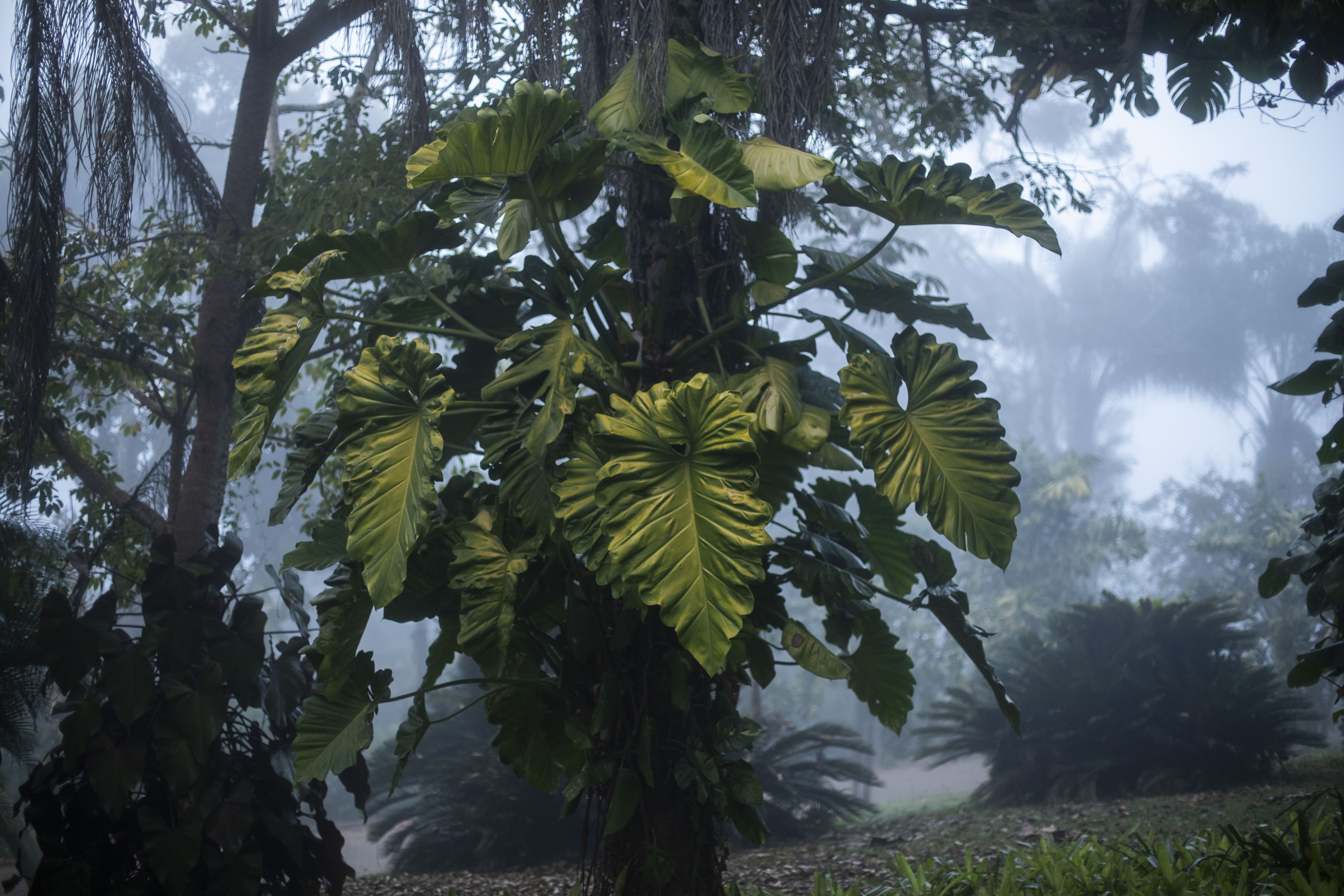 A arácea Thaumatophilum Ondulatum em uma das palmeiras do Inhotim com a bruma característica ao fundo (Foto: João Marcos Rosa/Divulgação)