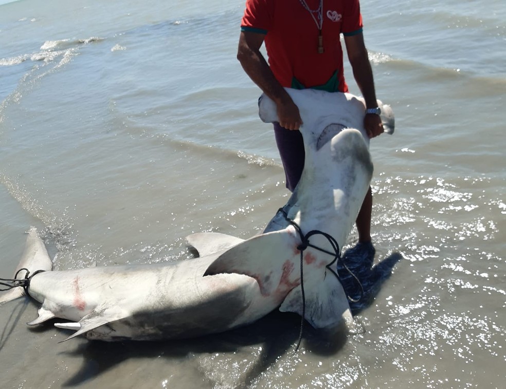 Tubarão-martelo já morto na areia da praia de Maria Farinha, em Paulista, no Grande Recife, neste sábado (21) — Foto: Reprodução/WhatsApp