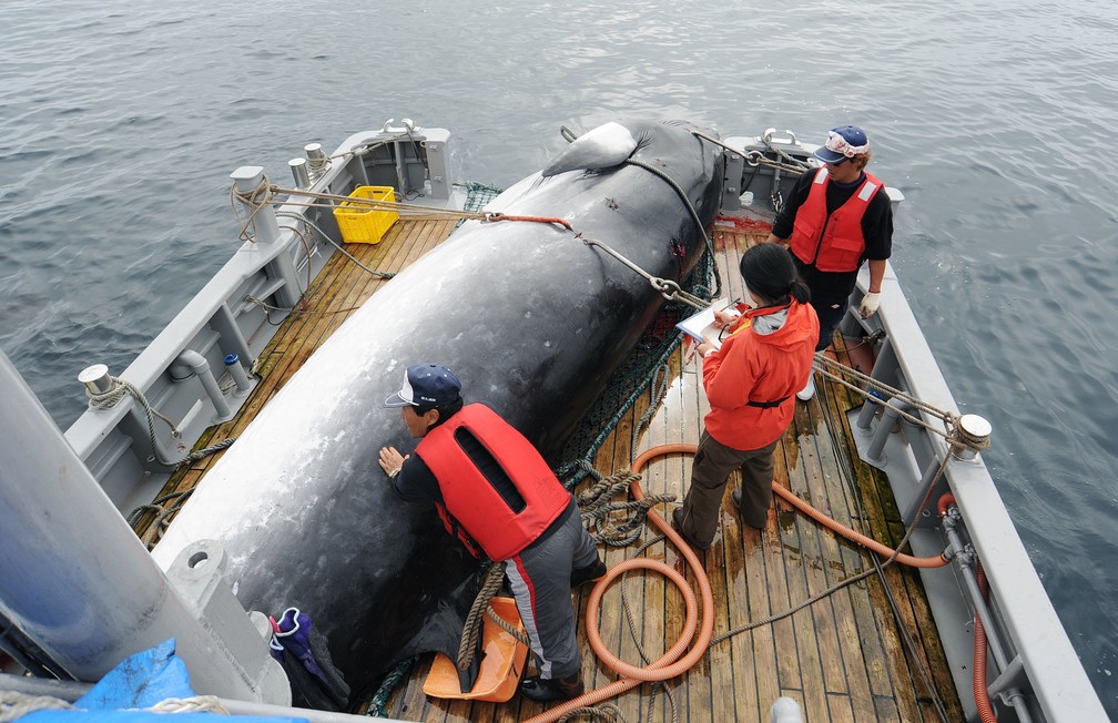 Baleia é levada a porto no Japão em foto de setembro de 2013  (Crédito: Kyodo News via AP)