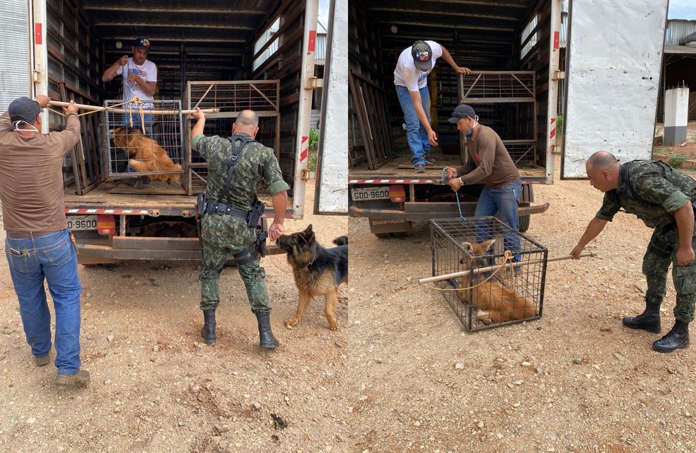 Lobo-guará foi levado para clínica veterinária em Itapeva — Foto: PM Ambiental/Divulgação