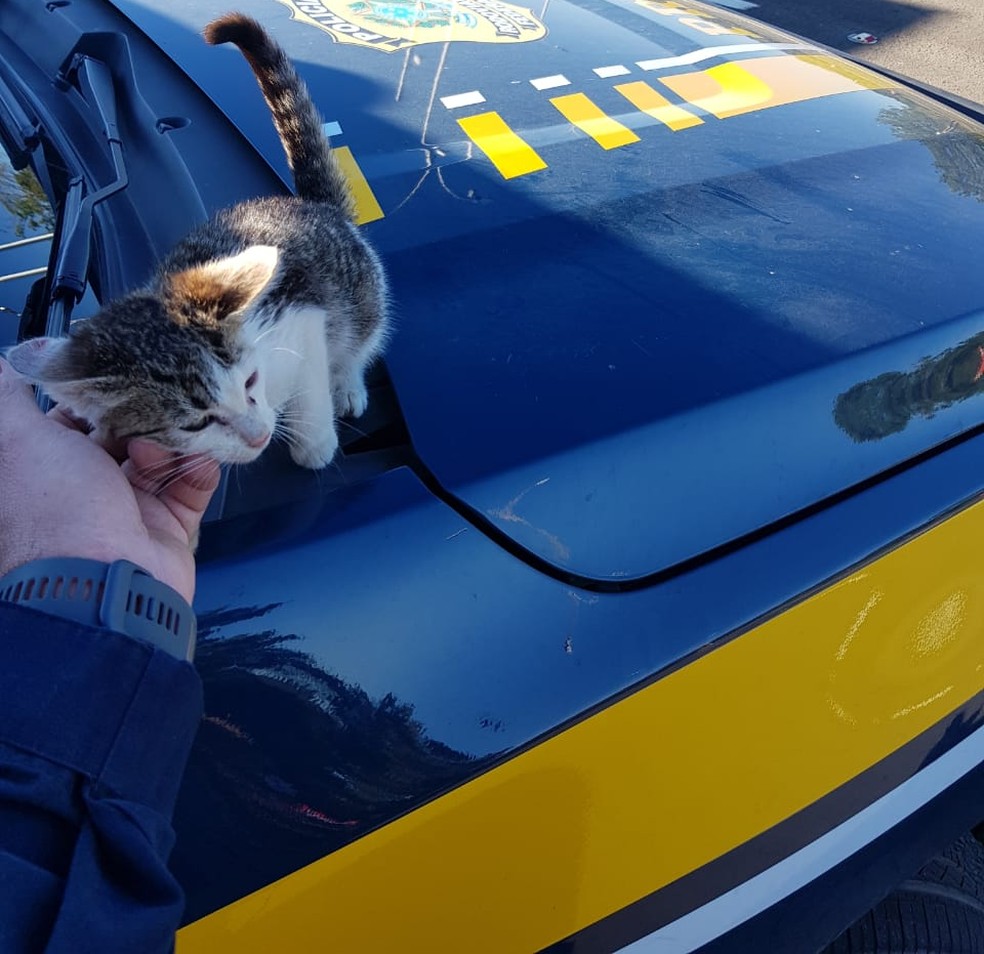 Gato resgatado após ser arremessado pela janela de carro na BR-116 em SC — Foto: PRF/Divulgação