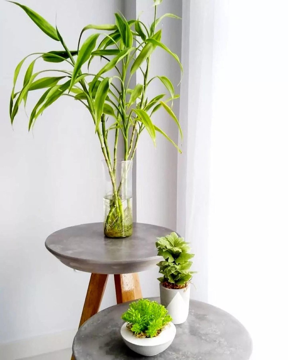 Apesar de popularmente ser chamada de bambu, a planta é uma dracena (Foto: Divulgação) — Foto: Casa Vogue